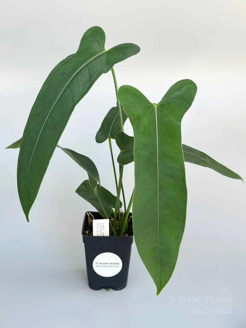 Anthurium argyrostachyum 'Velvet' #1061  TL PLANT STUDIO