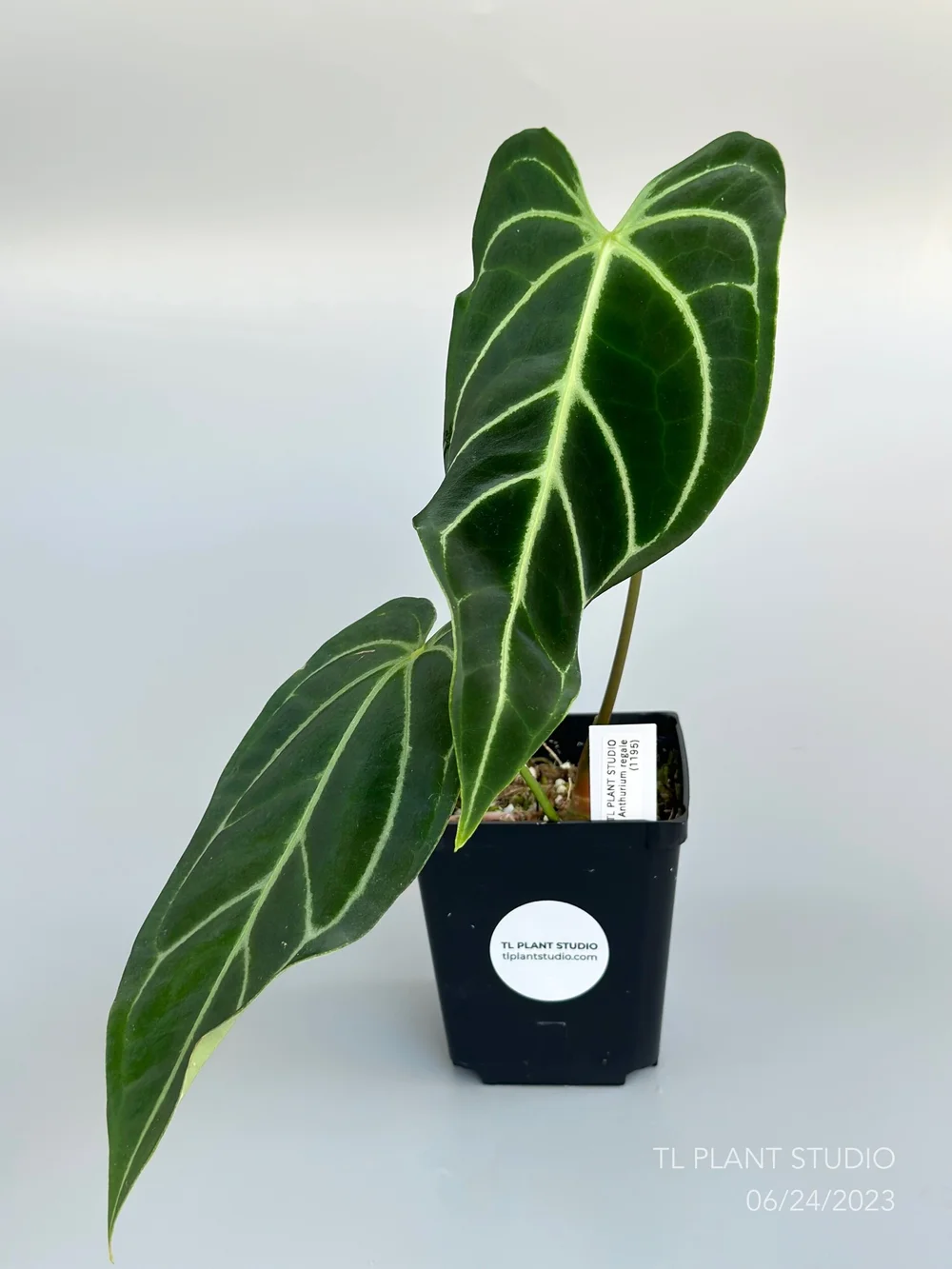 ANTHURIUM REGALE #1195  TL PLANT STUDIO
