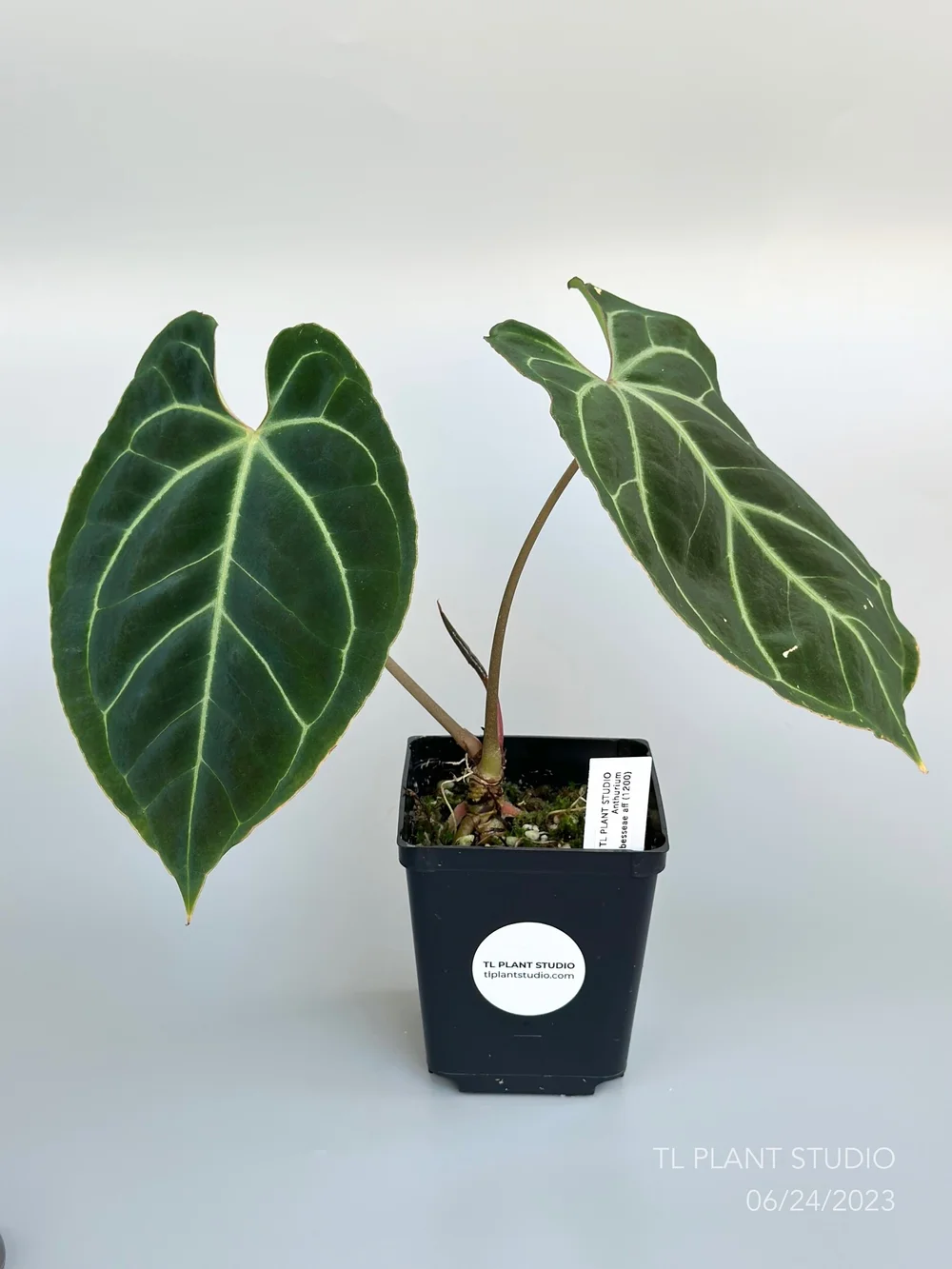 ANTHURIUM BESSEAE AFF  TL PLANT STUDIO