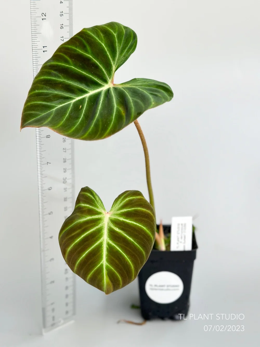 Philodendron verrucosum 'Amazon Sunset' #1220  TL PLANT STUDIO