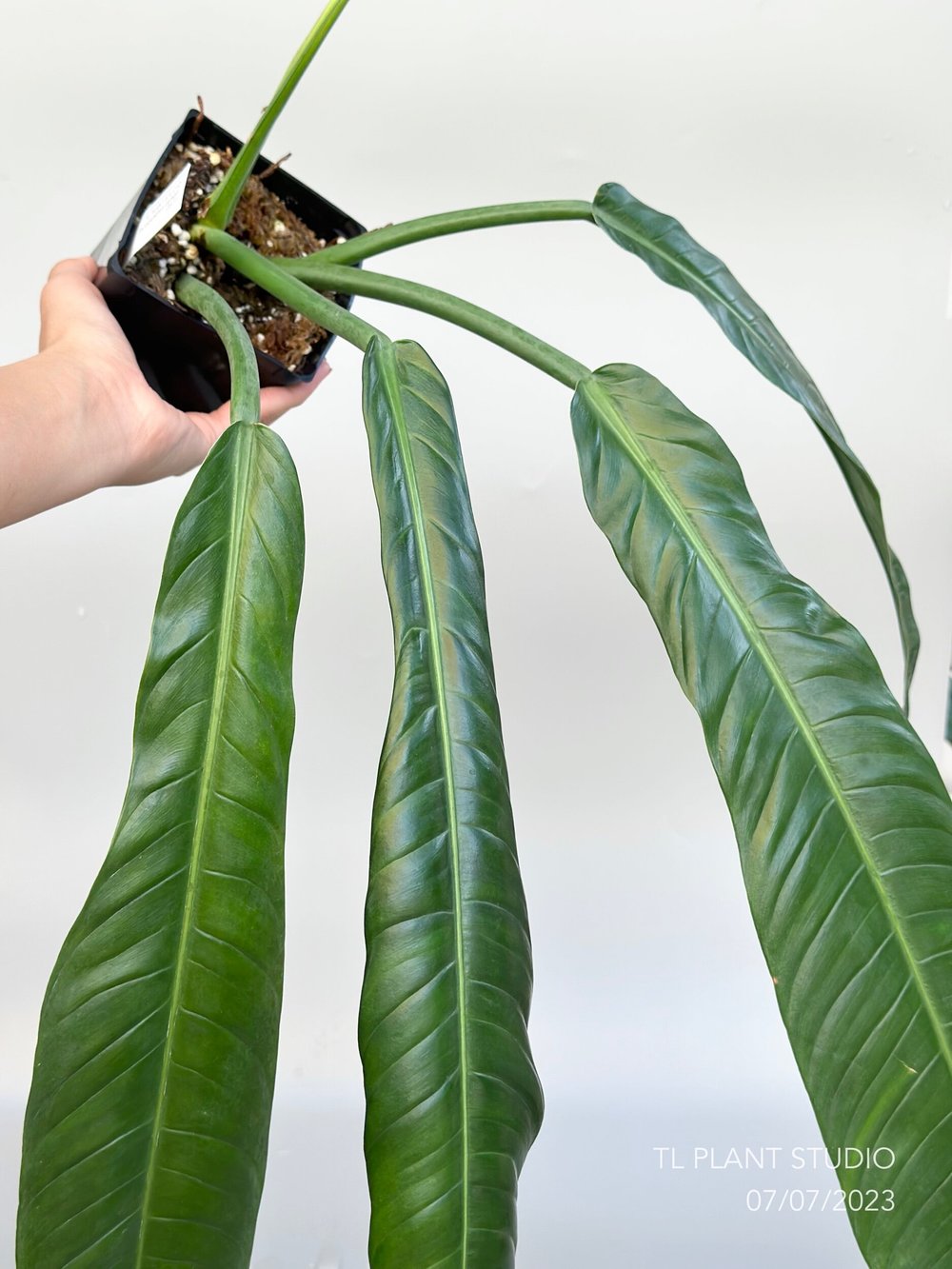philodendron birkin climbing Philodendron Birkin main image 0