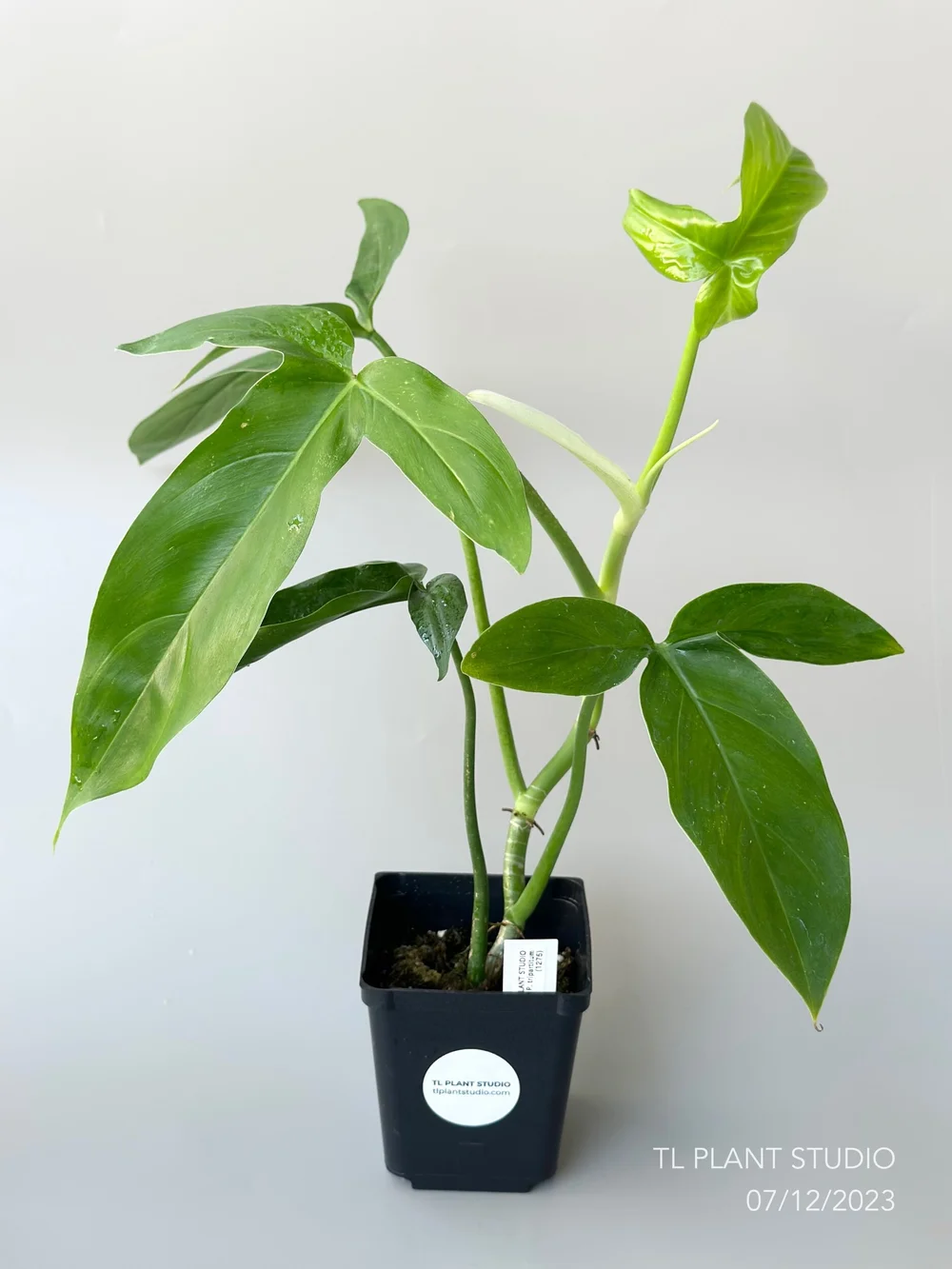 Philodendron tripartitum #1275  TL PLANT STUDIO