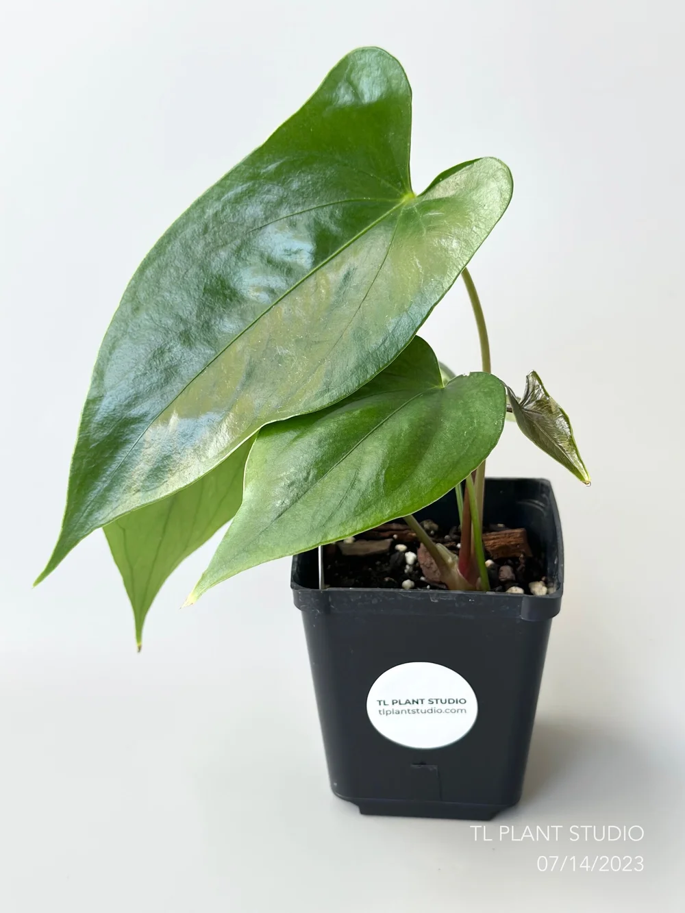 bonsai grohandel Bonsai Anzuchtset kaufen  Handmade & Plastikfrei