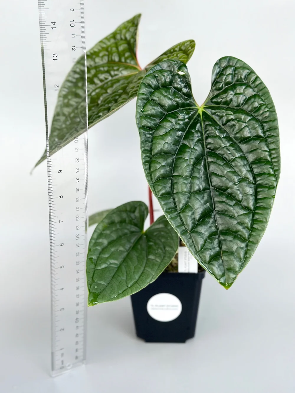 ANTHURIUM LUXURIANS — TL PLANT STUDIO