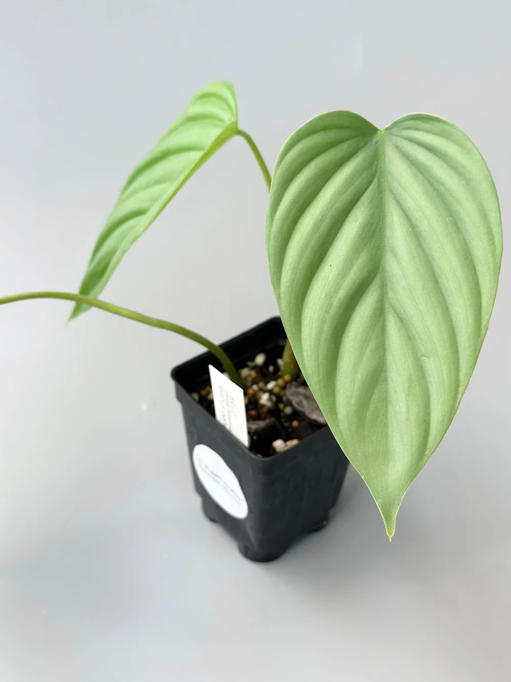 PHILODENDRON SP COLUMBIA SILVER #1133 — TL PLANT STUDIO