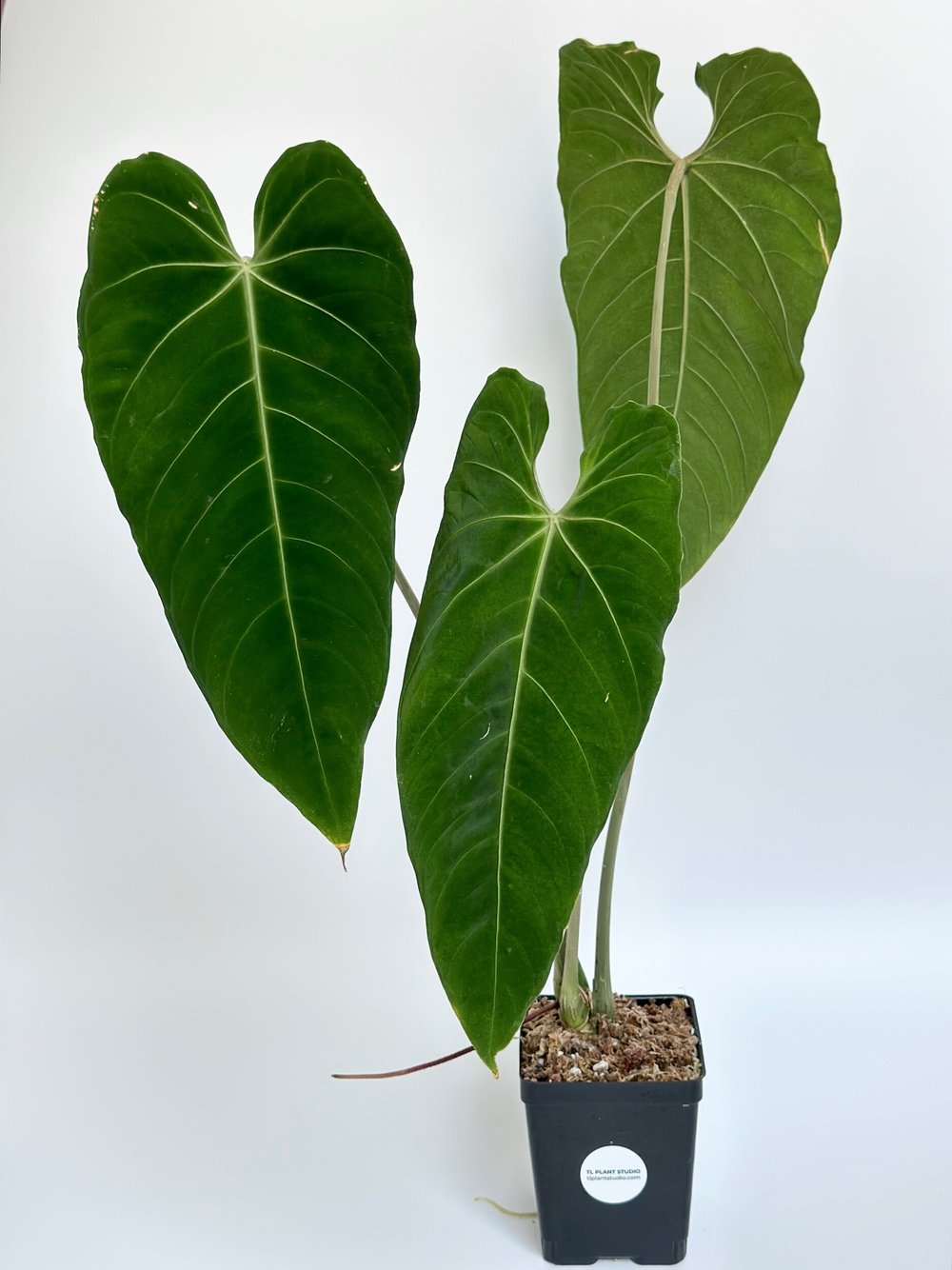 ANTHURIUM ANGAMARCANUM #1415  TL PLANT STUDIO