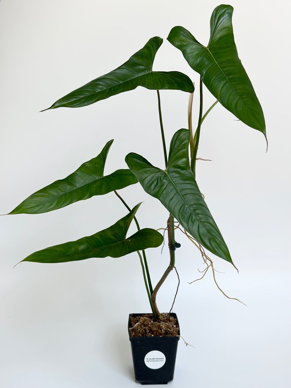2FT TALL PHILODENDRON 'LITA RED' #1411  TL PLANT STUDIO