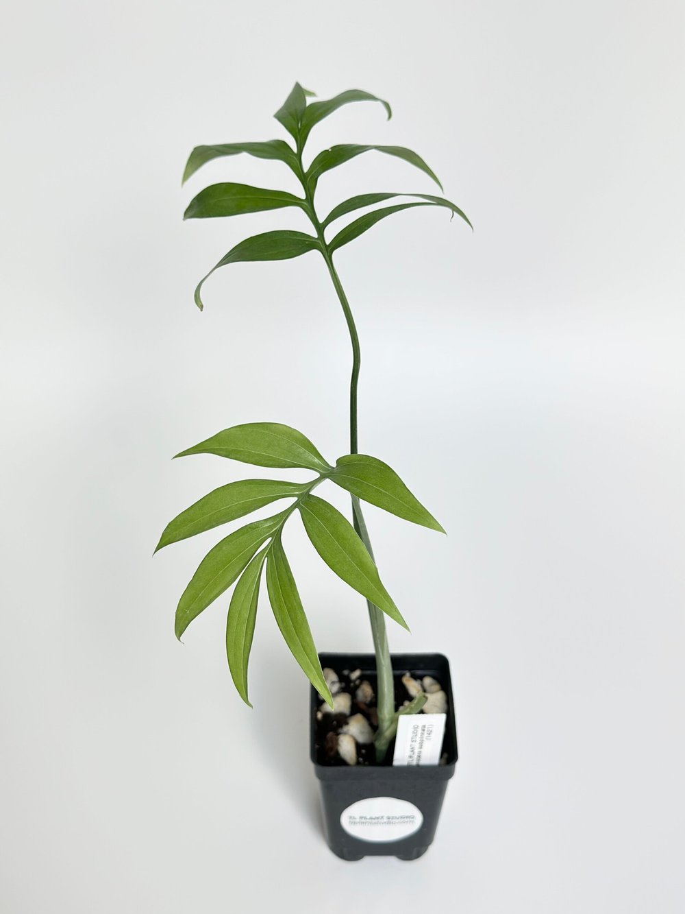 philodendron scandens micans lime Philodendron Lemon Micans Pothos House Plant – Plants For All Seasons main image 1