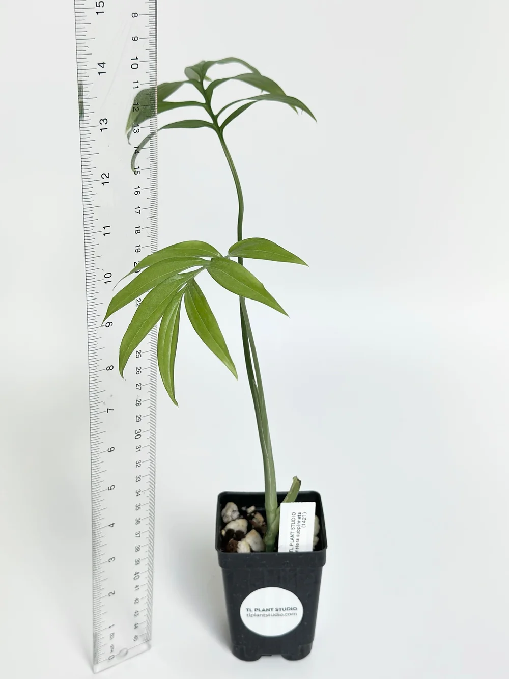 philodendron whipple Philodendron Whipple Way | Plants