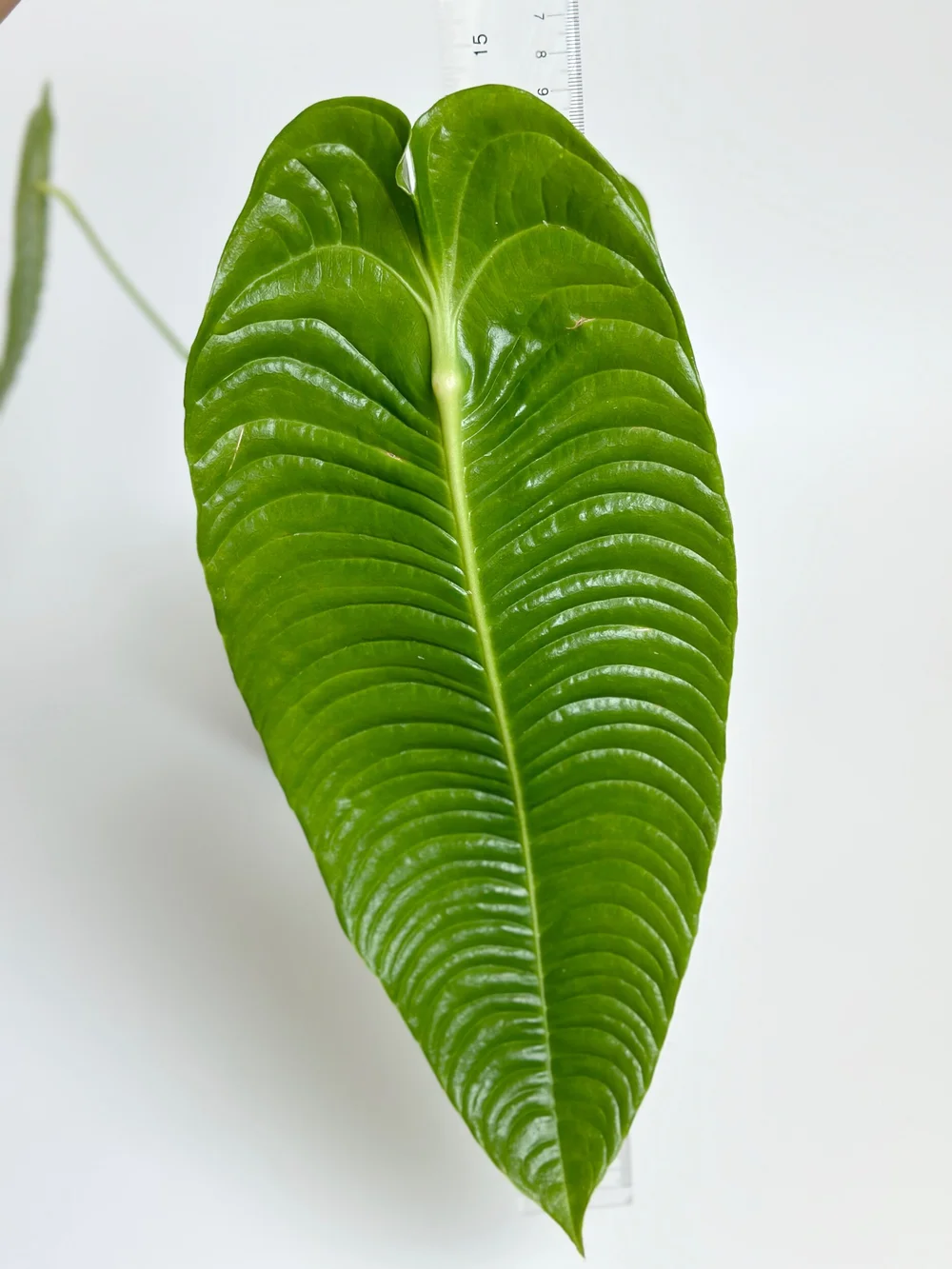 ANTHURIUM VEITCHII NARROW FORM #1425 — TL PLANT STUDIO