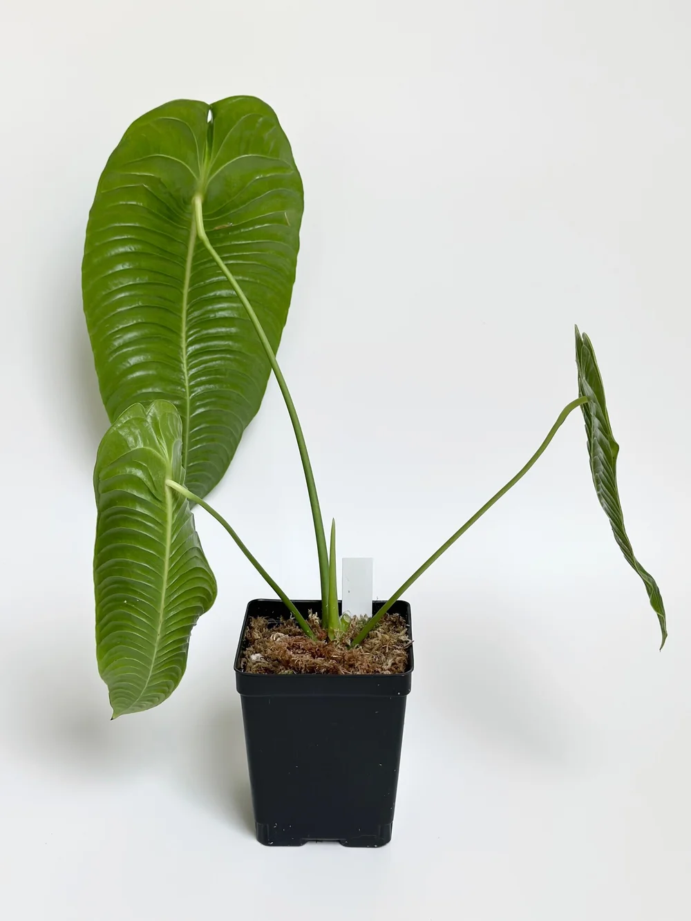 RU14 × veitchii pup ANTHURIUM VEITCHII NARROW FORM #1425 — TL PLANT STUDIO