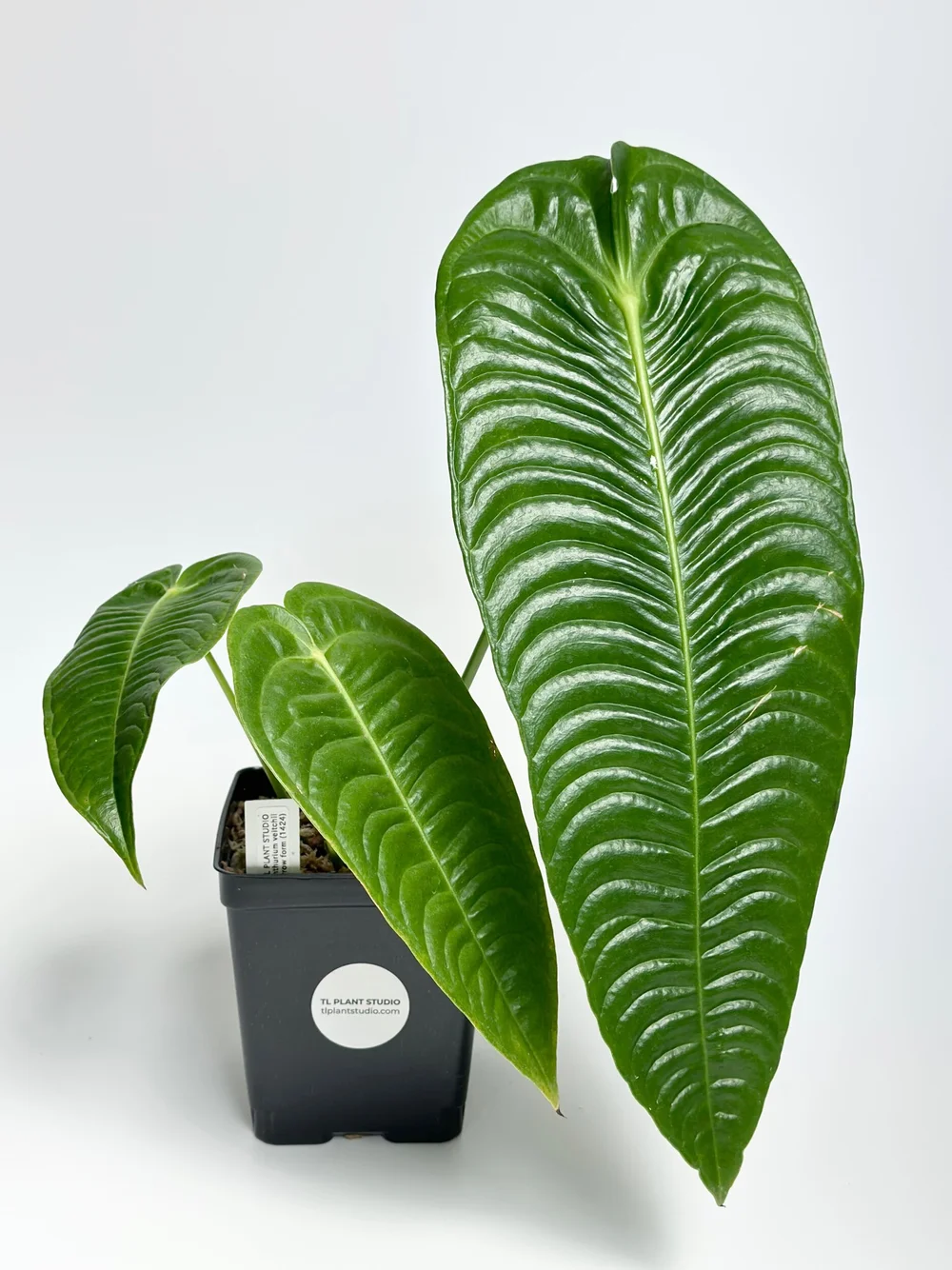 Anthurium veitchii narrow ベイチー ナロー v1 【公式通販】