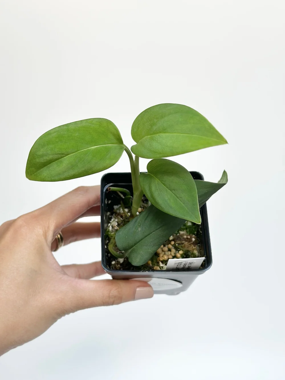 philodendron sodiroi Philodendron Sodiroi