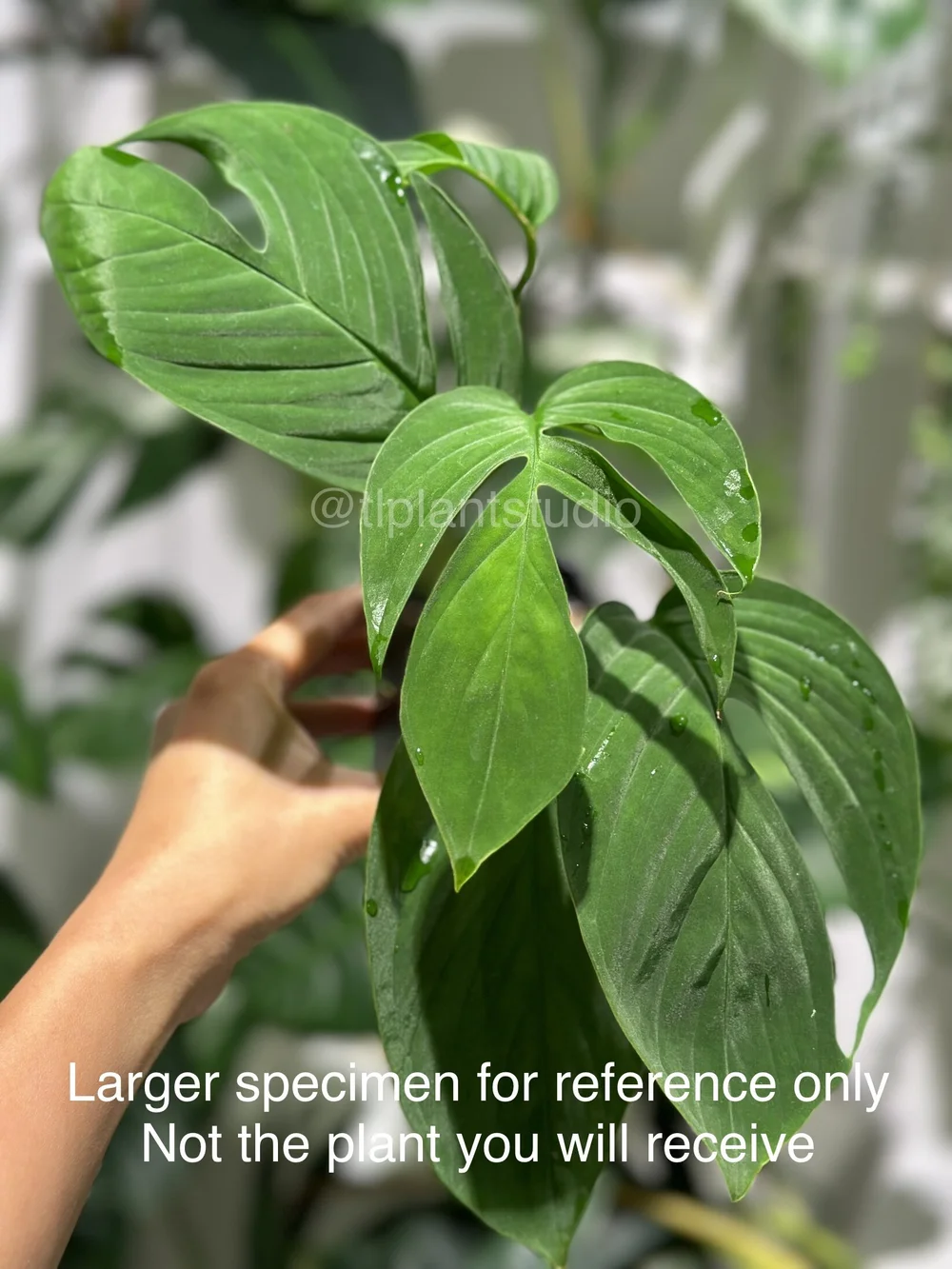 Monstera sp Black Velvet #1160  TL PLANT STUDIO