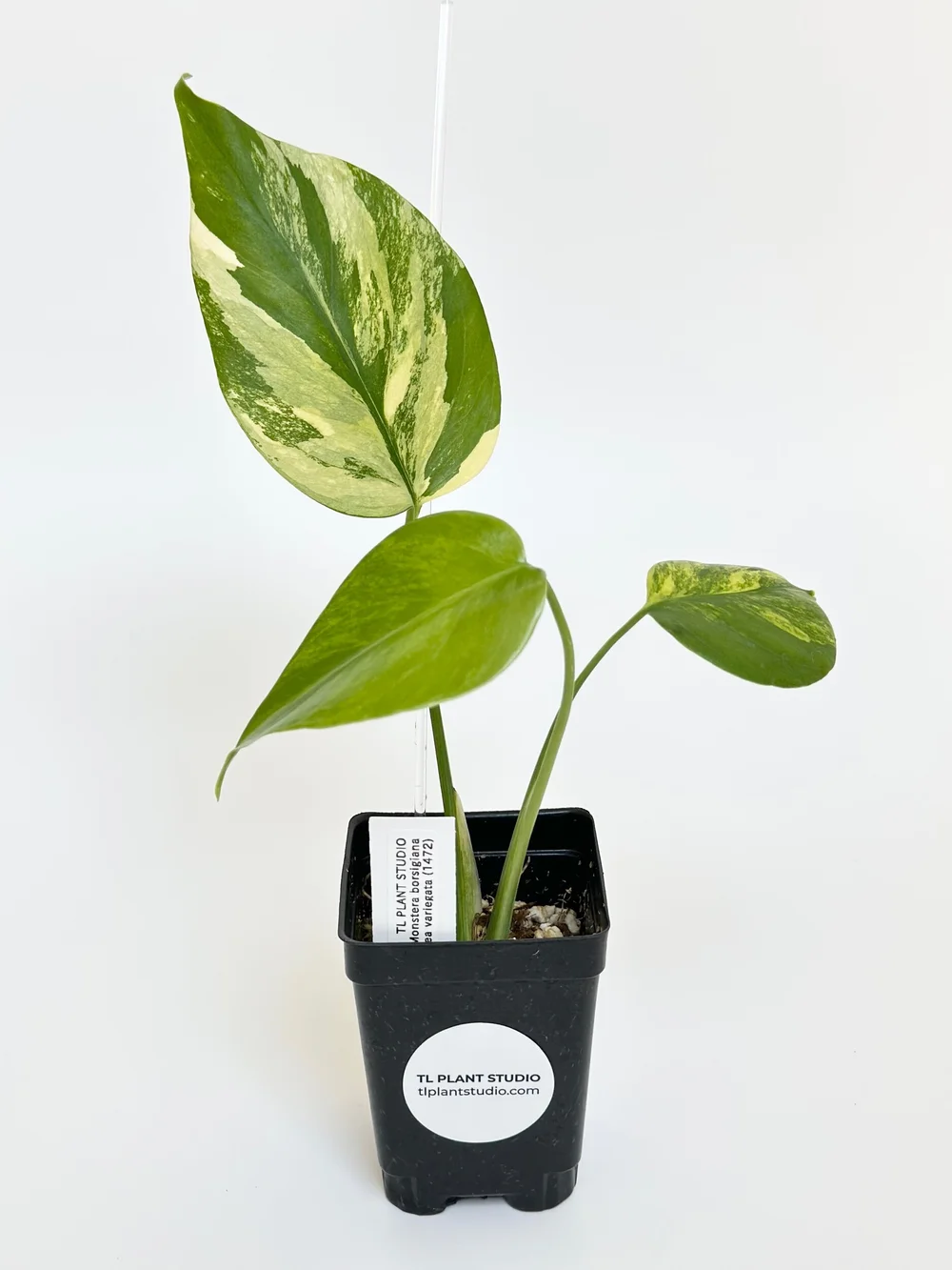 monstera mineralisches substrat Professional Monstera Substrate main image 1