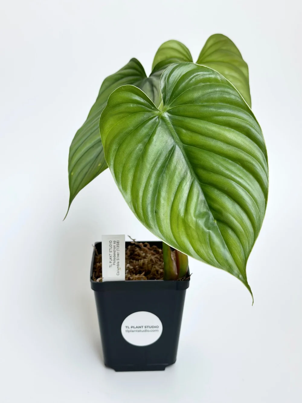 philodendron selloum little hope Philodendron Little Hope - House Plants Delivery Toronto
