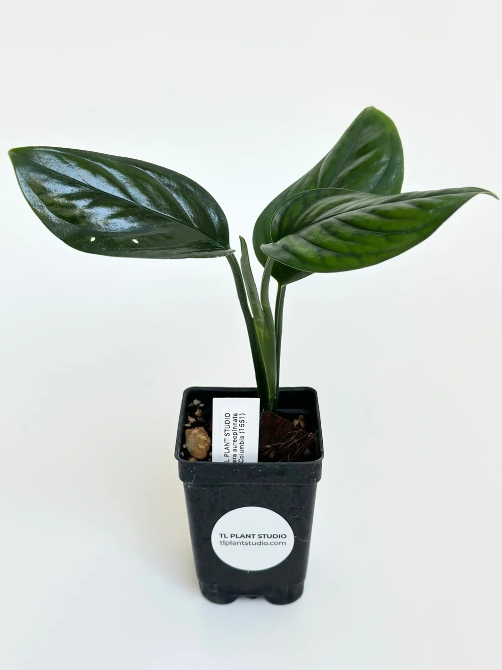 monstera plant near me Monstera Deliciosa Plant main image 1