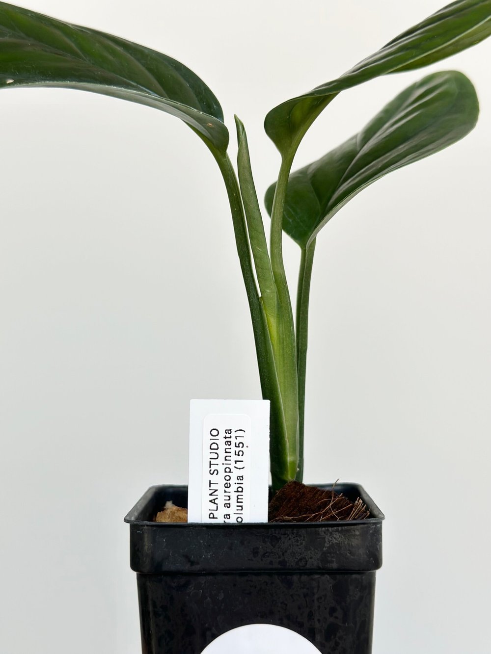 Monstera aureopinnata Colombian #1551  TL PLANT STUDIO