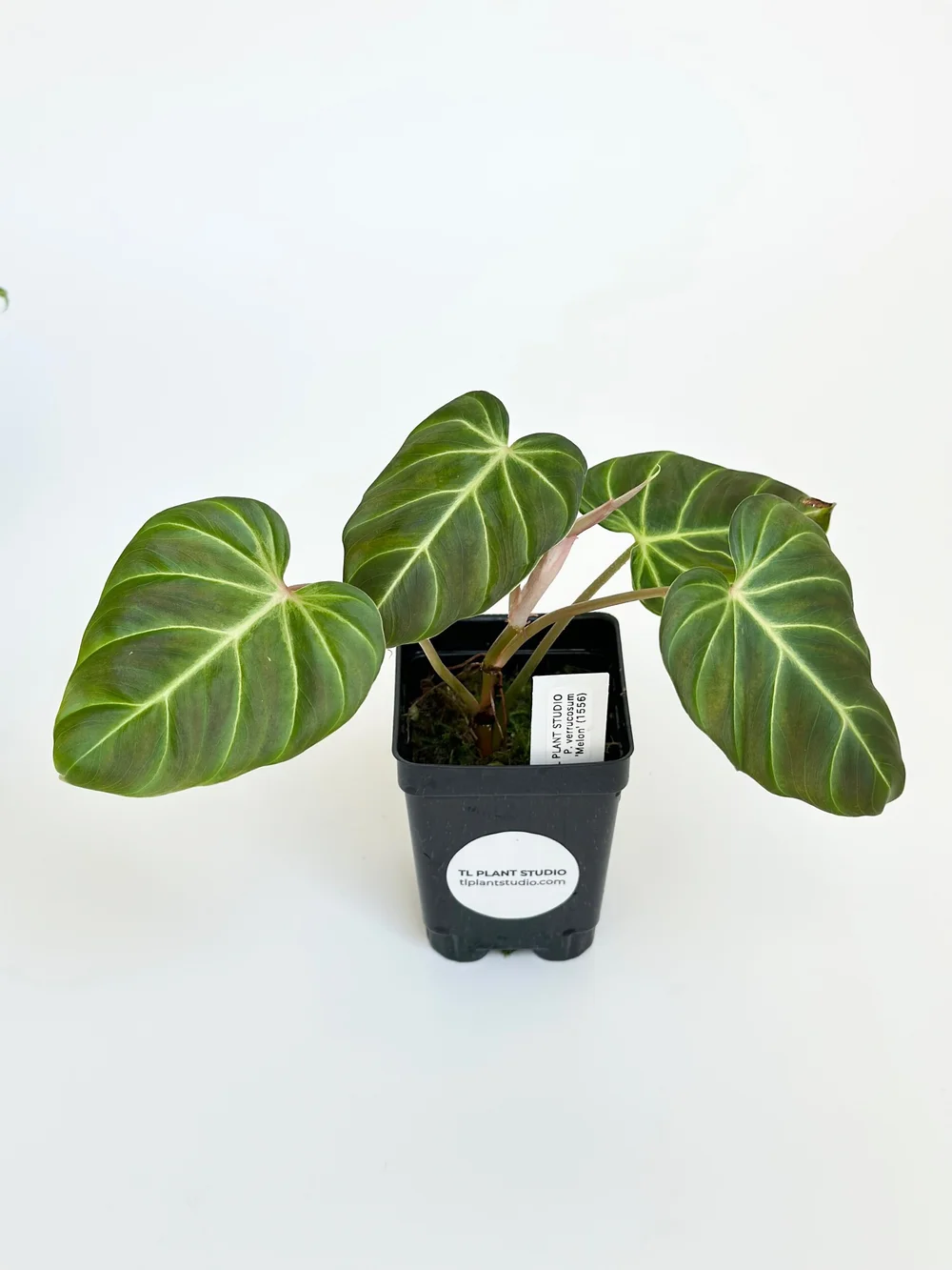 Philodendron verrucosum 'Melon' #1556  TL PLANT STUDIO
