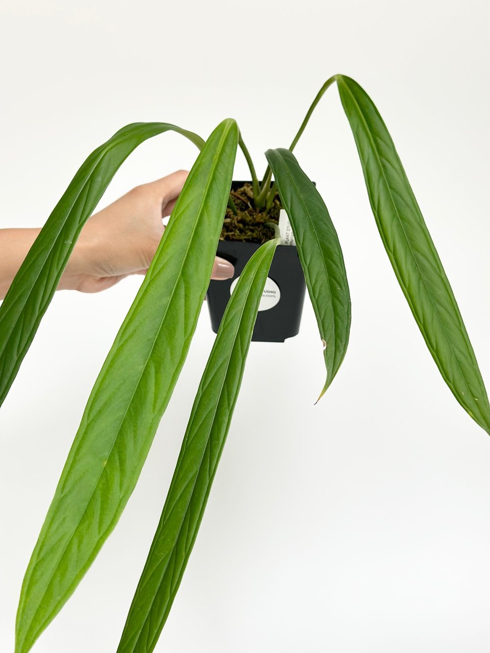 anthurium zara DocBlock Anthurium Zara '29'  Zara '3'