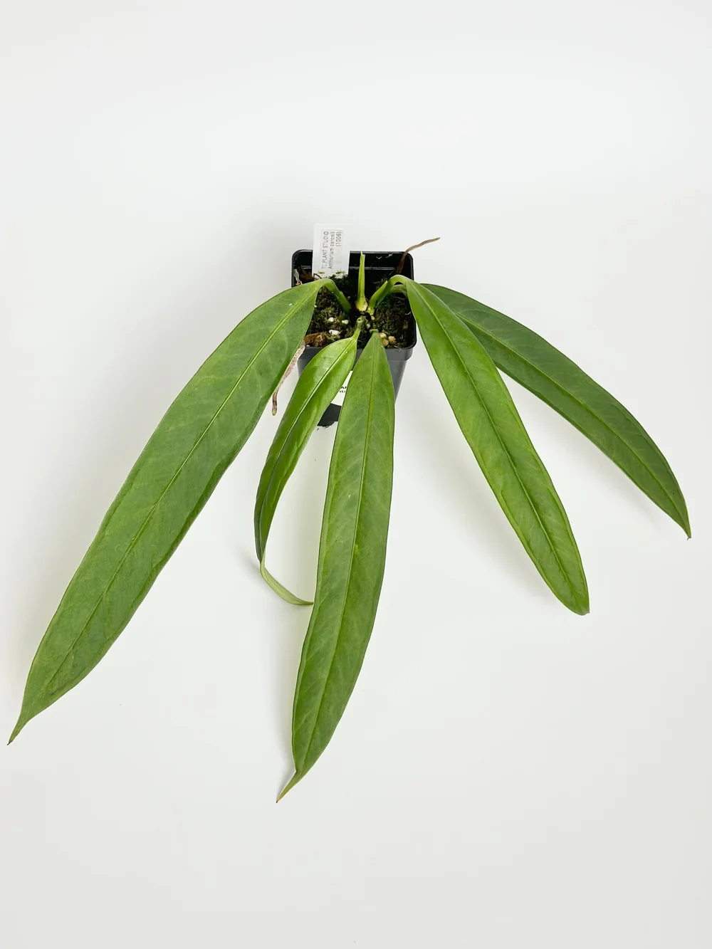 anthurium crystallinum hybrid Anthurium crystallinum – Crystal Anthurium | Rare Tropical Houseplant