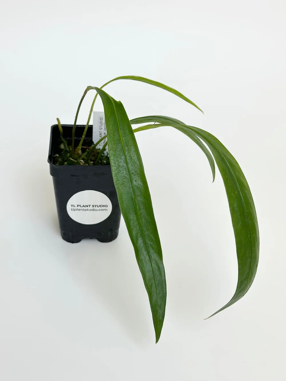 7in long Anthurium pendens #1219  TL PLANT STUDIO