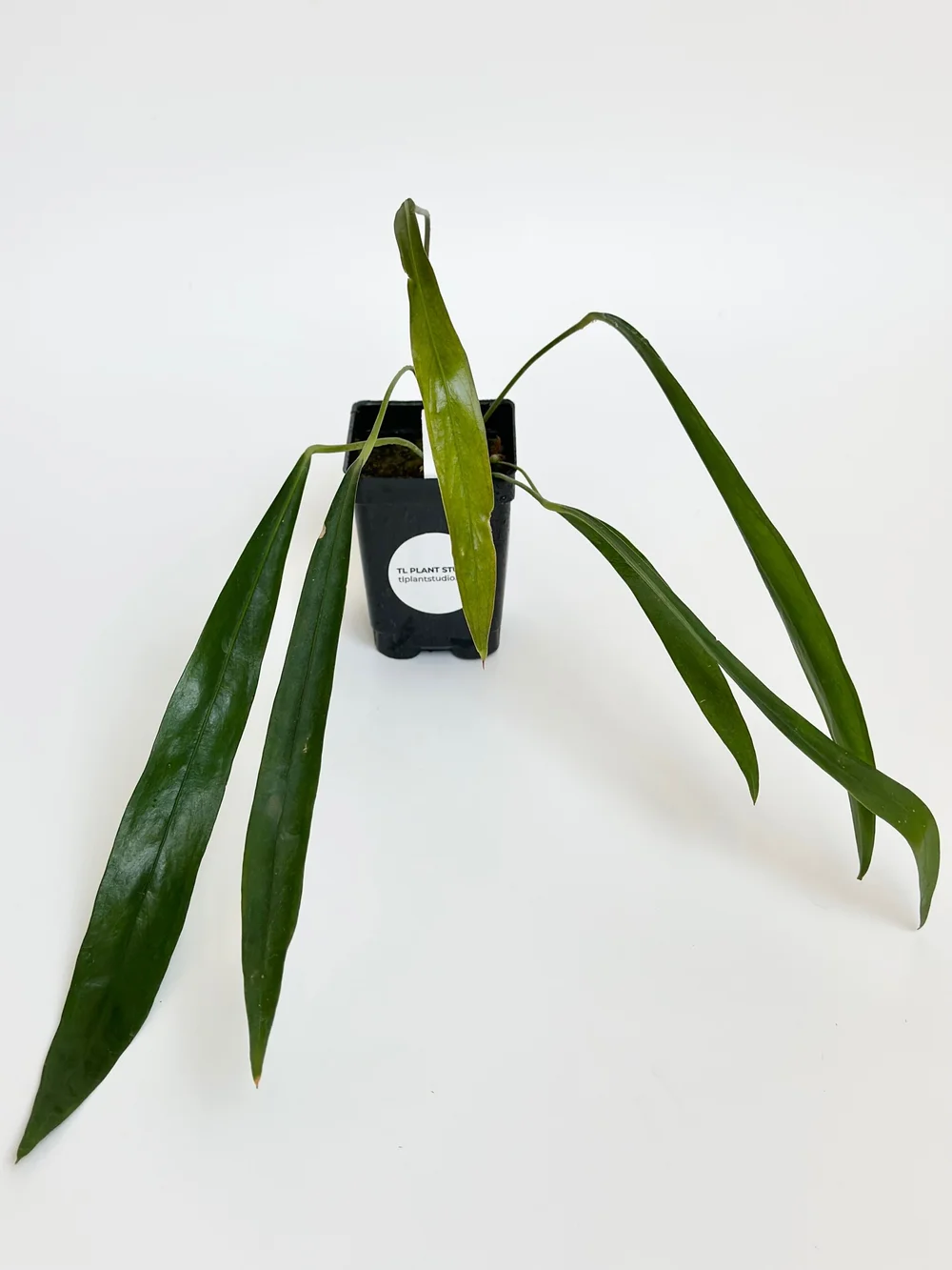 11in long Anthurium pendens #1460  TL PLANT STUDIO