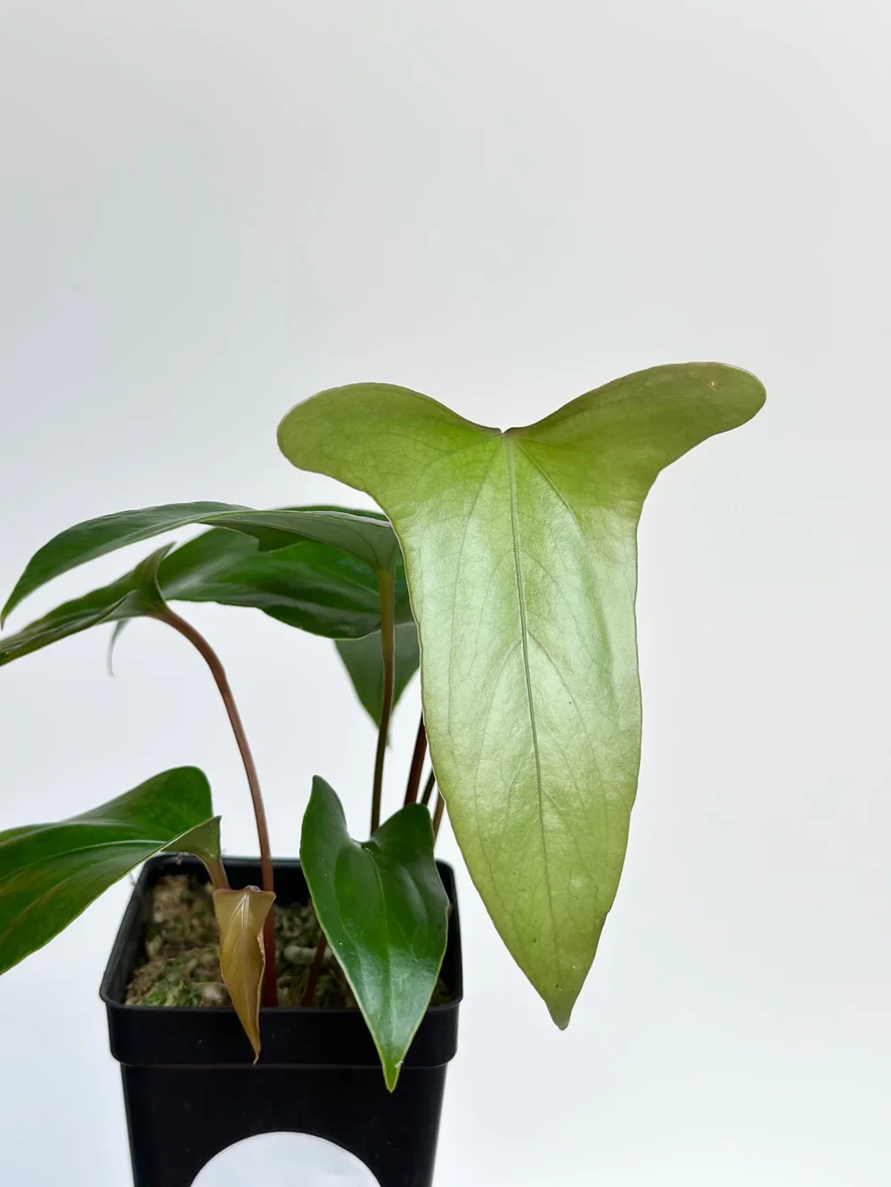 ANTHURIUM PINKLEYI  TL PLANT STUDIO