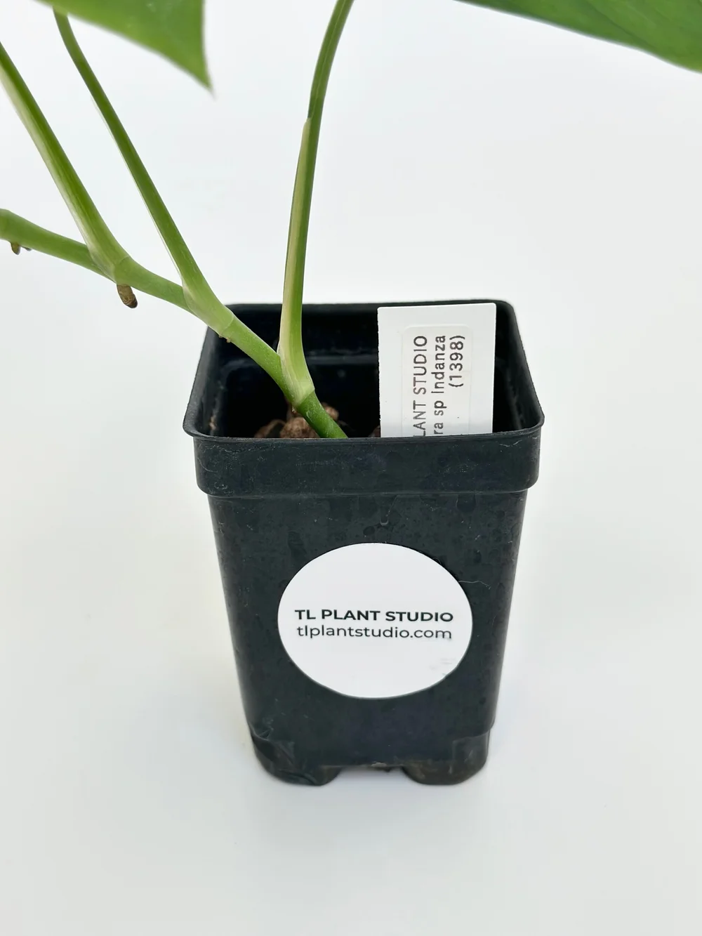 Monstera sp Indanza #1398  TL PLANT STUDIO