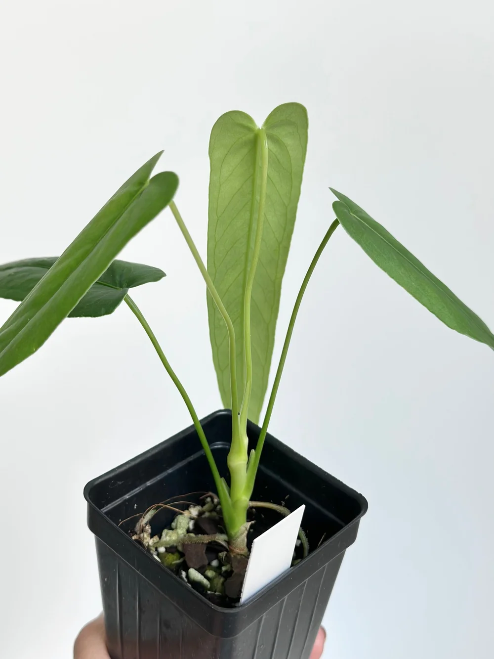 Anthurium argyrostachyum Velvet Narrow #1538  TL PLANT STUDIO