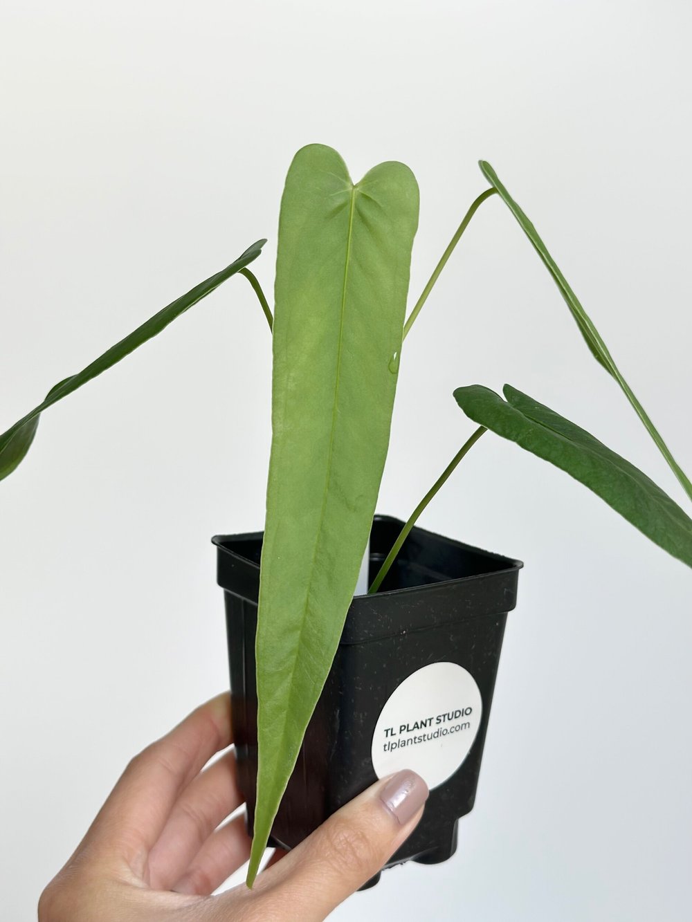 baltic pothos Baltic Blue Pothos For Sale Online