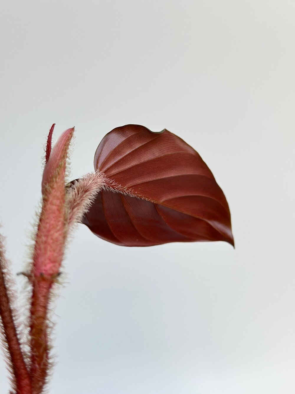 Philodendron squamicaule 'Blood' #1525 — TL PLANT STUDIO Philodendron squamicaule 'Blood' #1525 — TL PLANT STUDIO