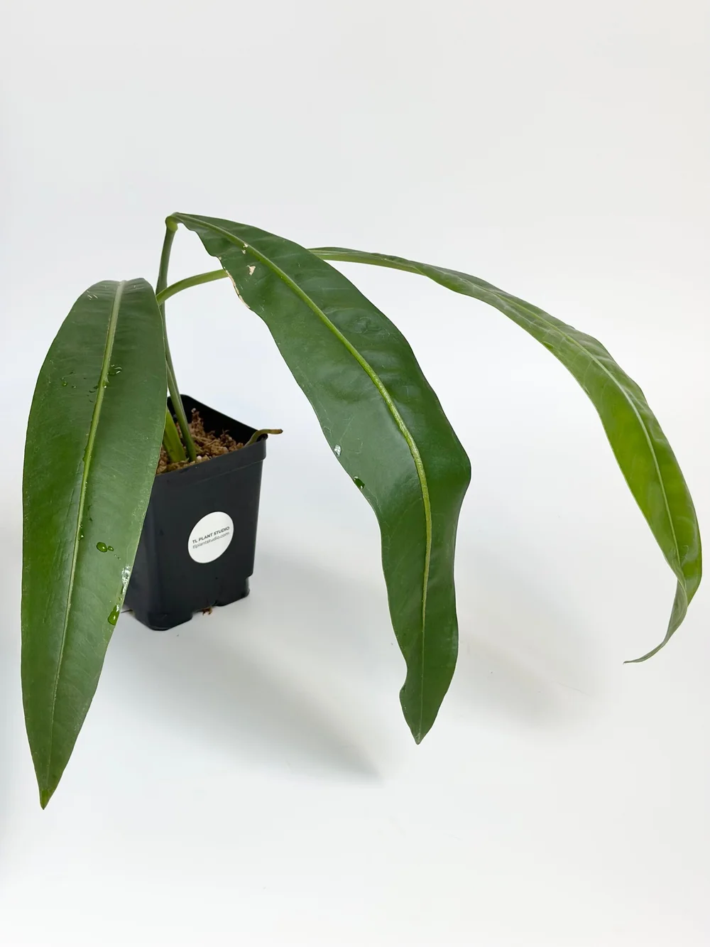 ANTHURIUM SP MORONA #1416  TL PLANT STUDIO