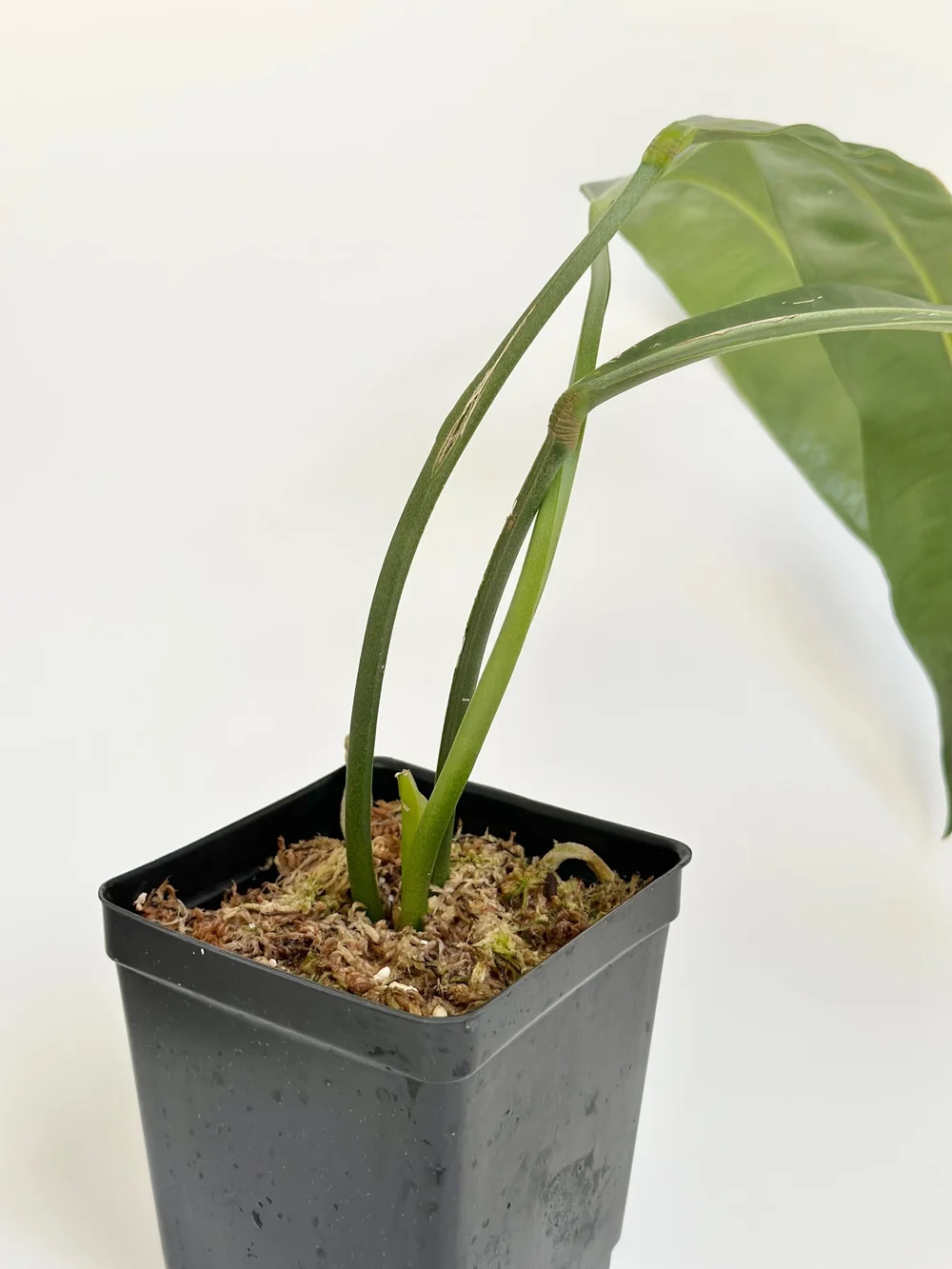 ANTHURIUM SP MORONA #1416  TL PLANT STUDIO