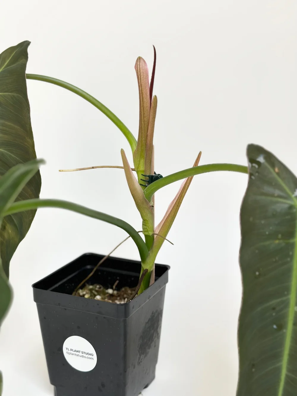 PHILODENDRON SP NAPO #1410  TL PLANT STUDIO