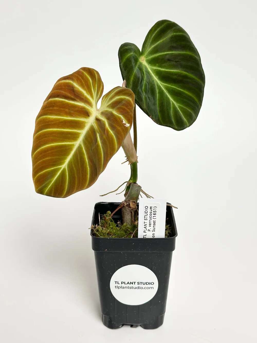 decorum philodendron Philodendron Cordatum main image 0