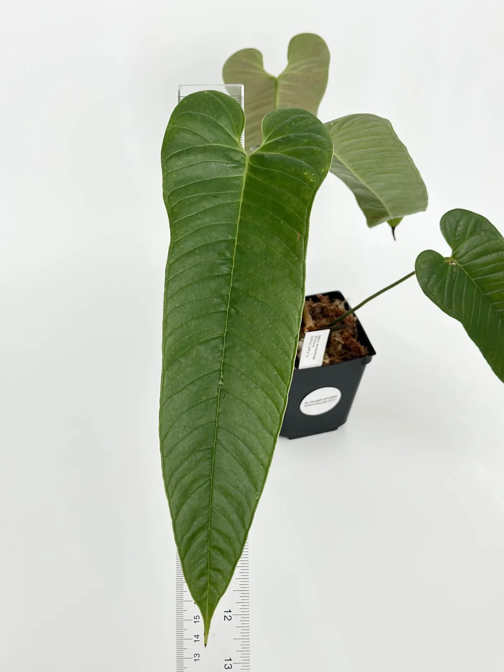 indoor house plants sale Assorted 4