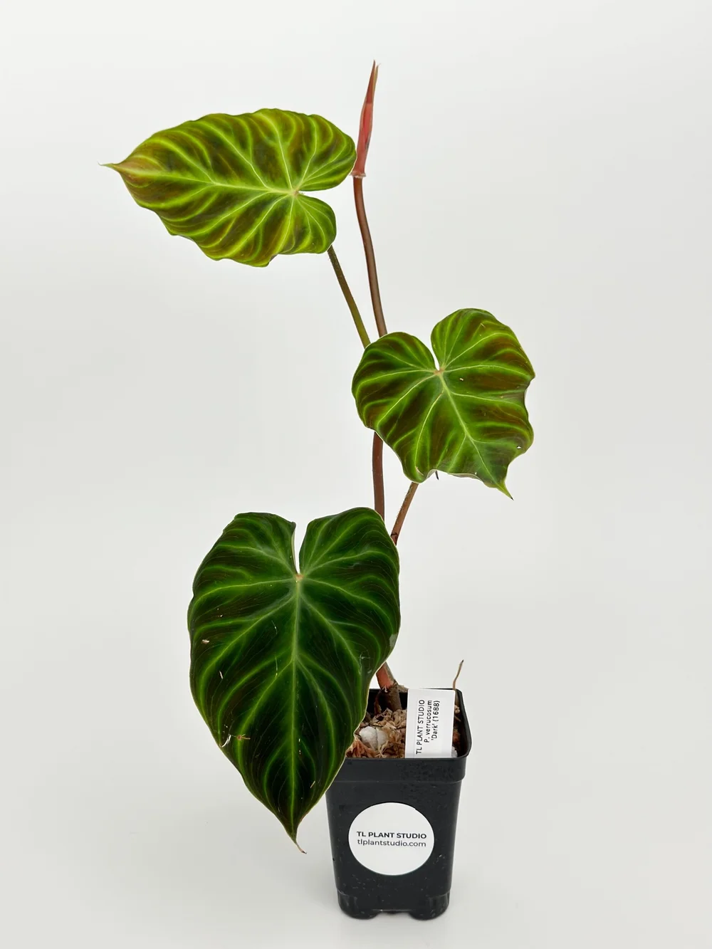 Philodendron verrucosum 'Dark' #1688  TL PLANT STUDIO