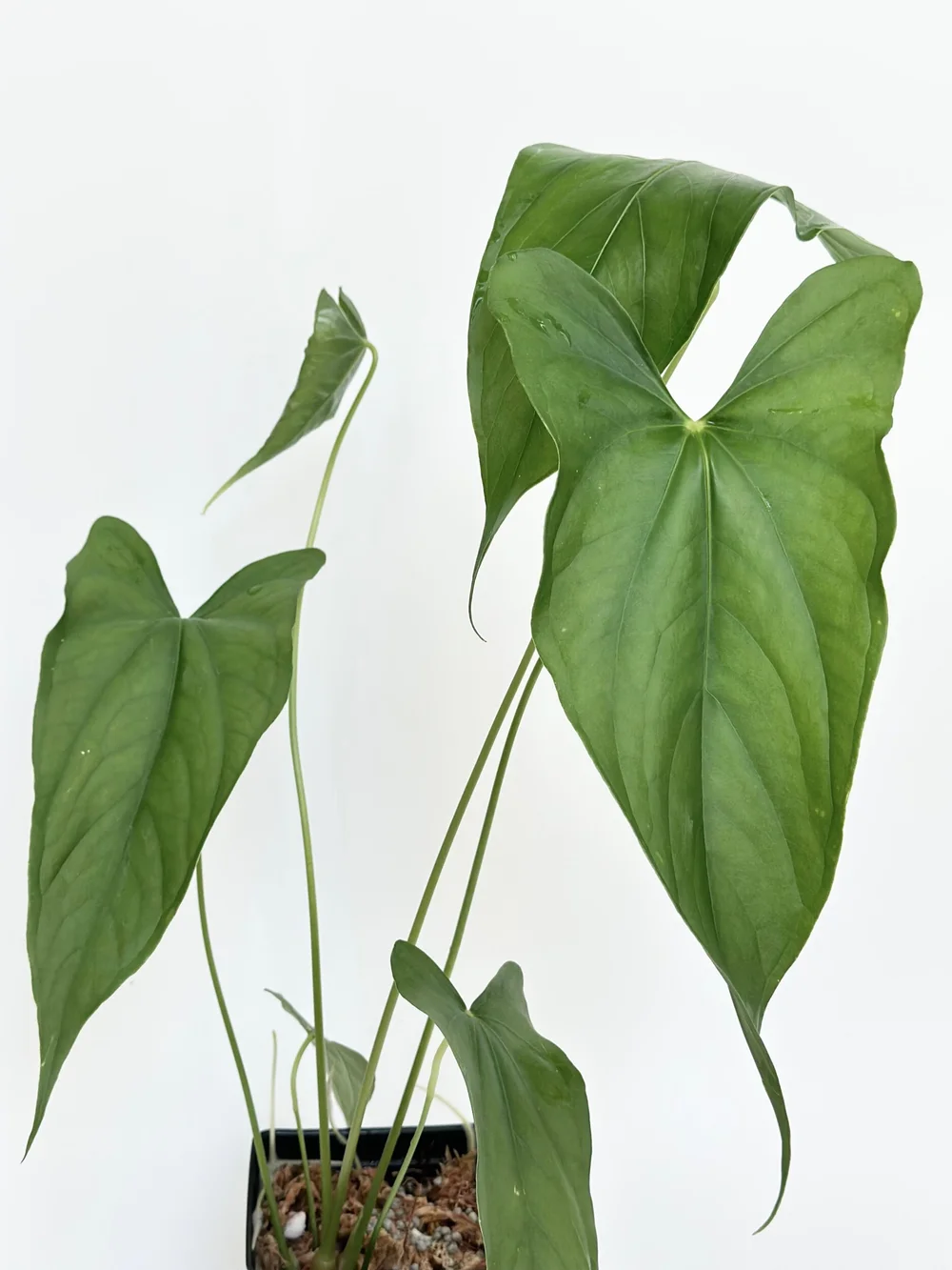 20in Tall Anthurium giganteum verde #1709  TL PLANT STUDIO