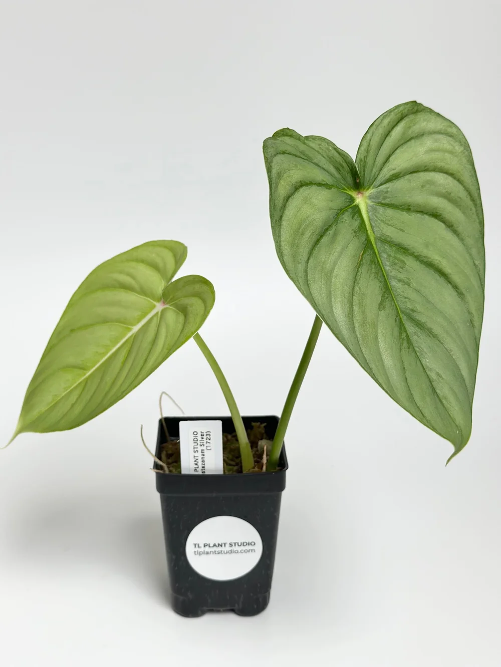 Philodendron pastazanum Silver #1723  TL PLANT STUDIO
