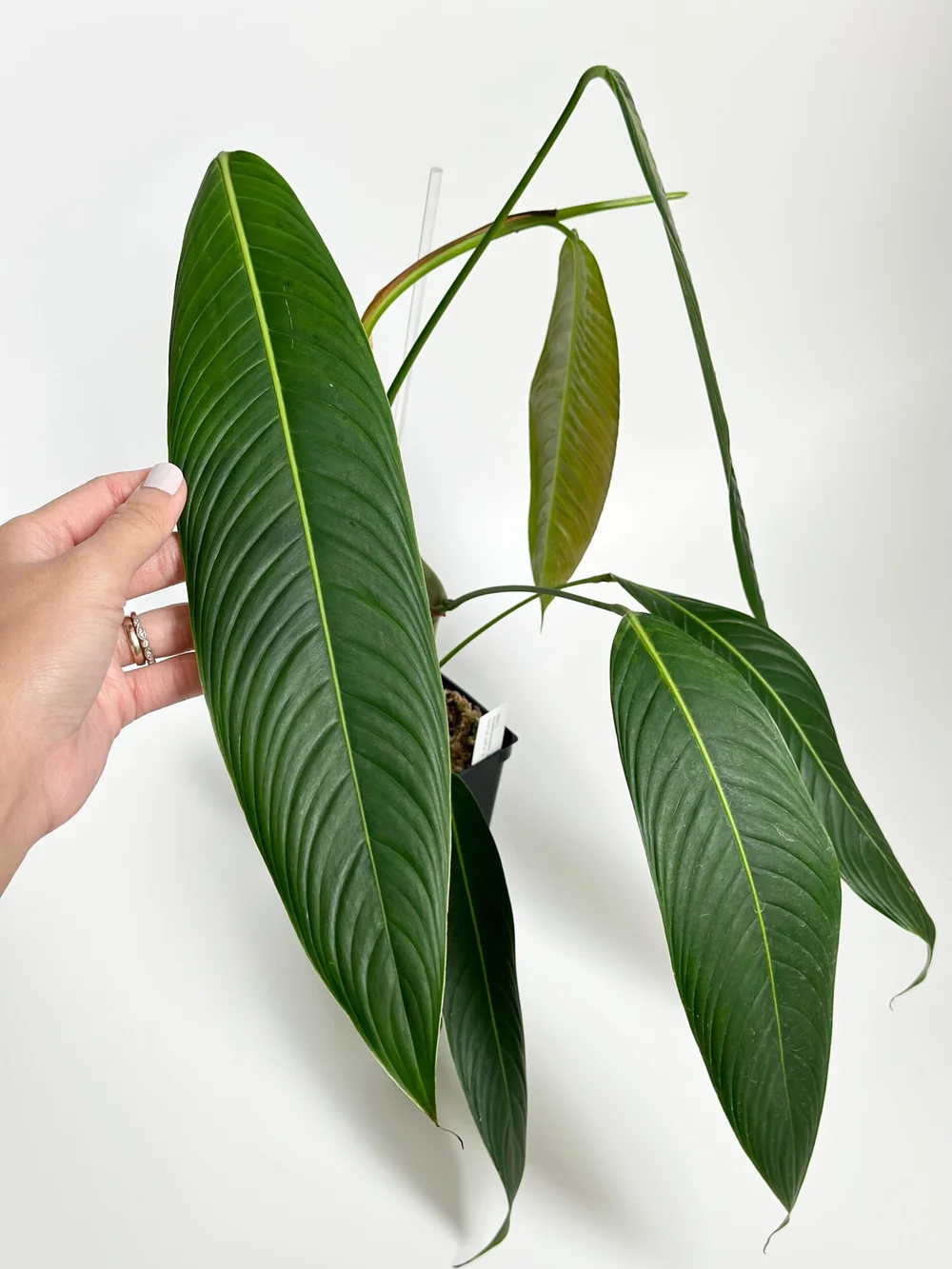 philodendron buono Philodendron Jose Buono variegata XL