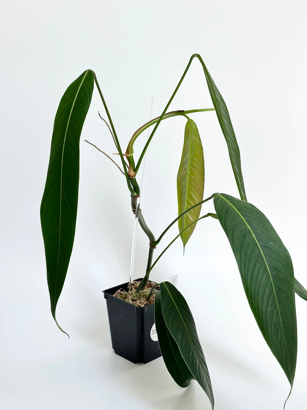20in Tall Philodendron heterocraspedon #1490 — TL PLANT STUDIO