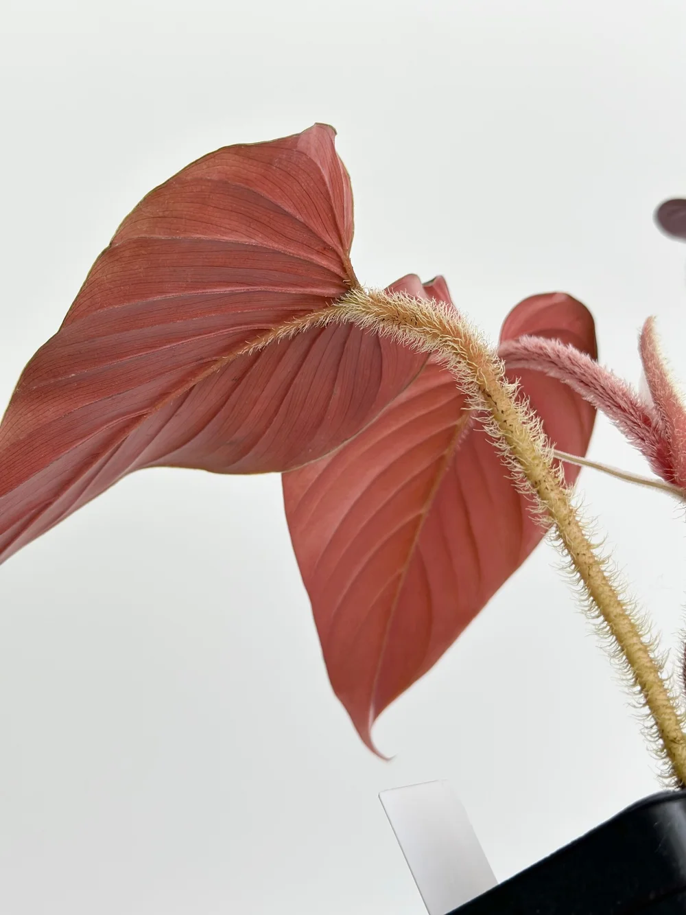 Philodendron squamicaule 'Blood' #1740 — TL PLANT STUDIO