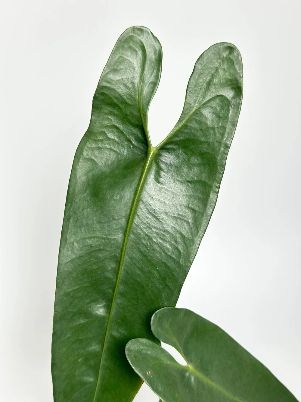agave ellemeetiana Agave ellemeetiana 