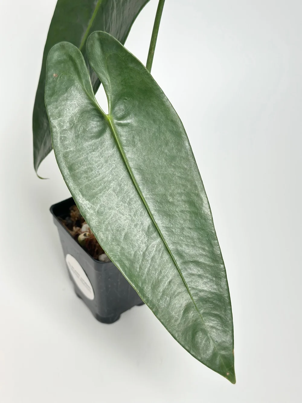 bogenhanf wachstum Sansevieria Laurentii (Bogenhanf) – Foliage Dreams main image 0