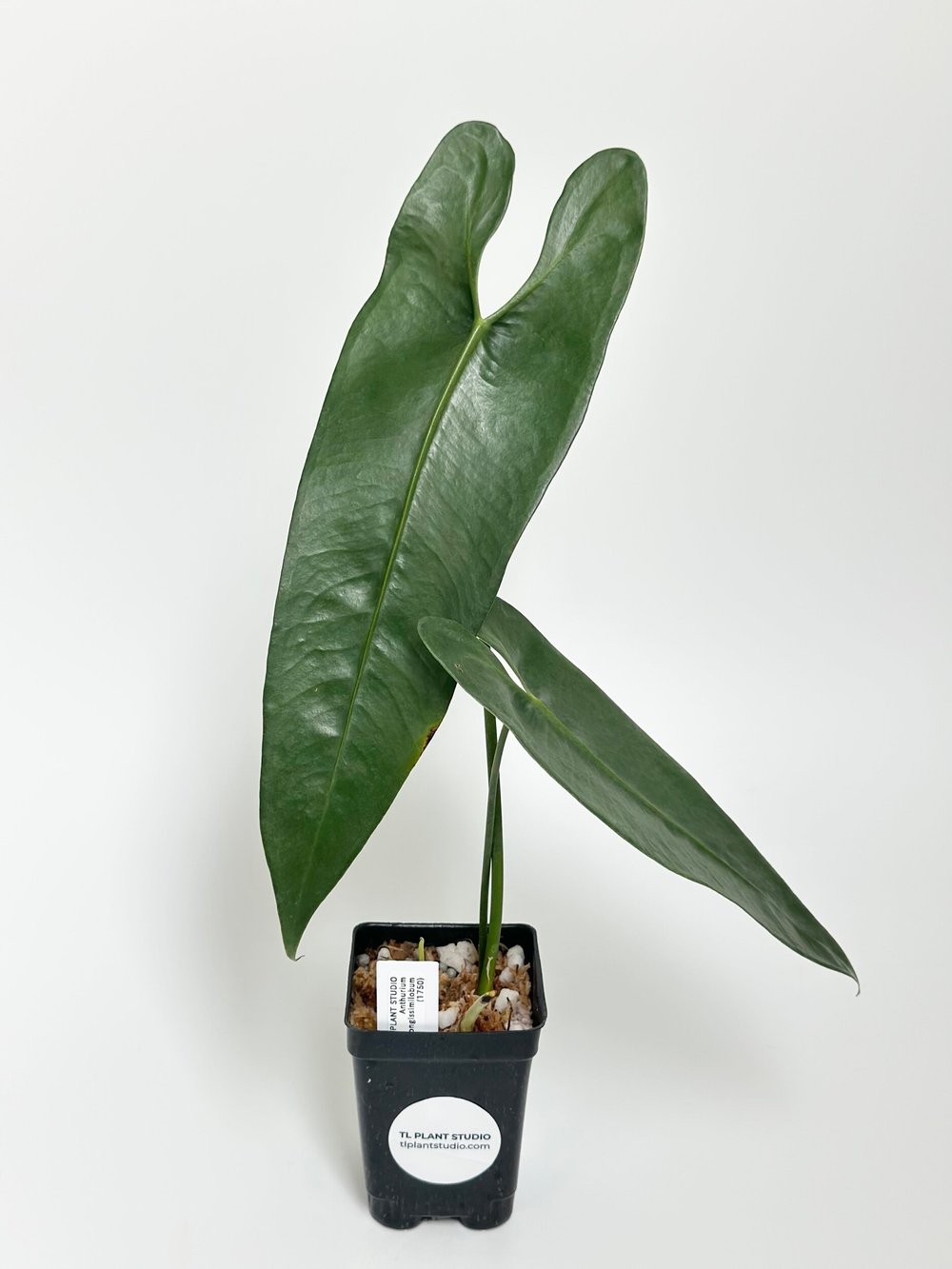 palm looking house plant Large Lady Palm Houseplant with Planter - Large (3-4' tall) Top Half White Planter main image 0