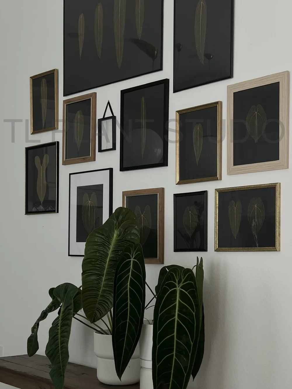 Anthurium corrugatum 'T2' (12x15")  TL PLANT STUDIO