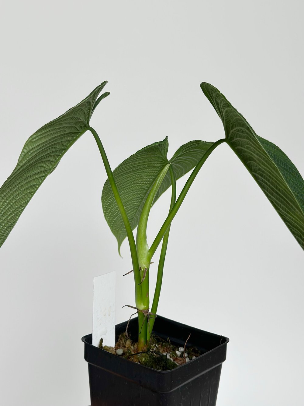 extra large planting pots Campania Honeycomb Planter, Tall, Set of 4 - 8415-1304 main image 1