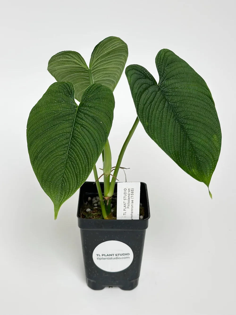Philodendron lynnhannoniae #1585 *require high humidity  TL PLANT STUDIO