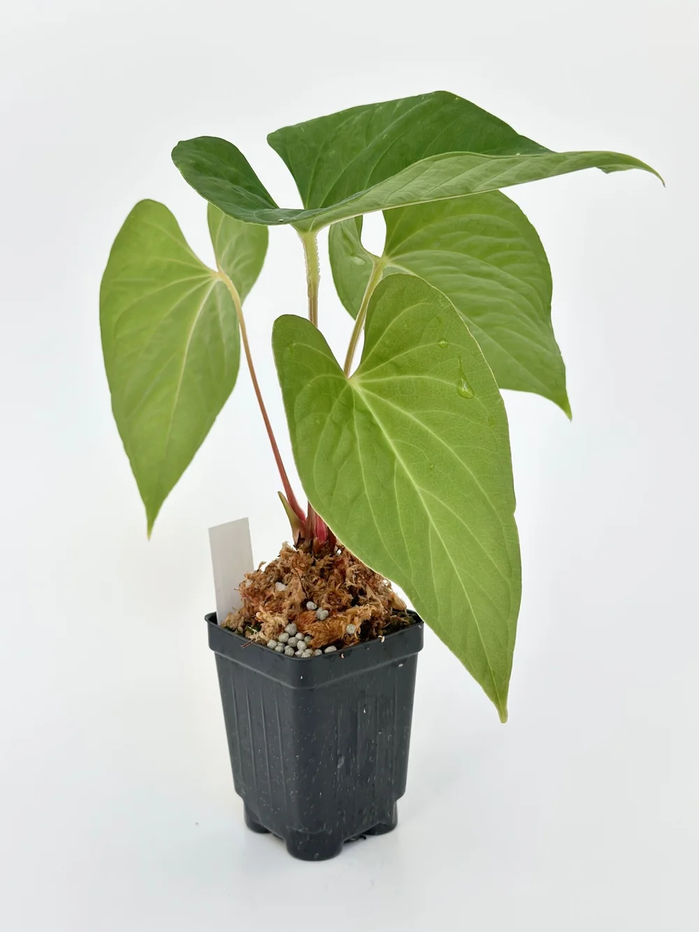 Anthurium rubrinervium #1650 (2 Active Growths) — TL PLANT STUDIO